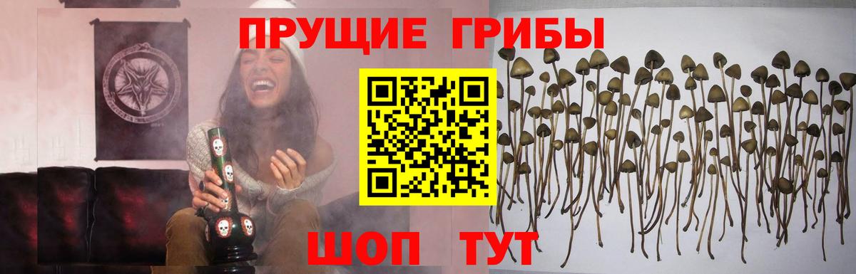 Александров  Псилоцибиновые грибы мухоморы  Вход с VPN 